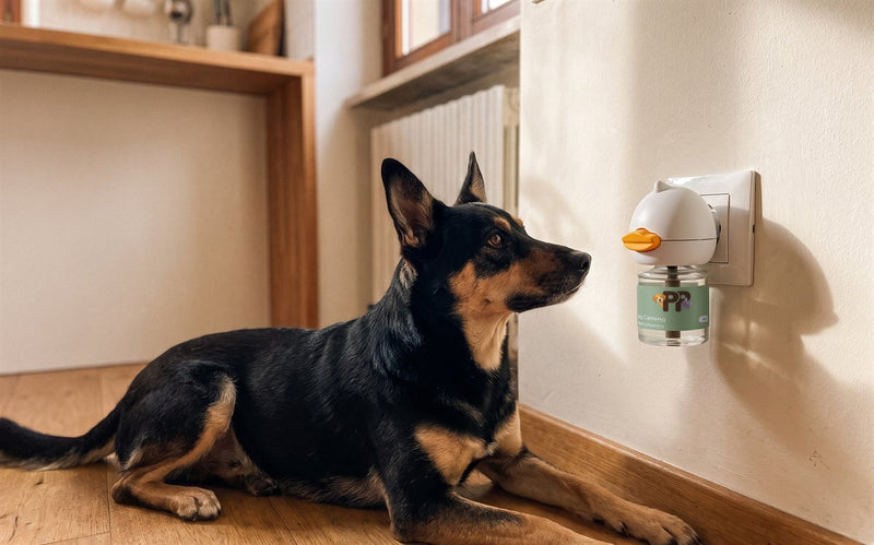 Un cane sdraiato guarda tranquillo il diffusore PurePet attaccato alla presa