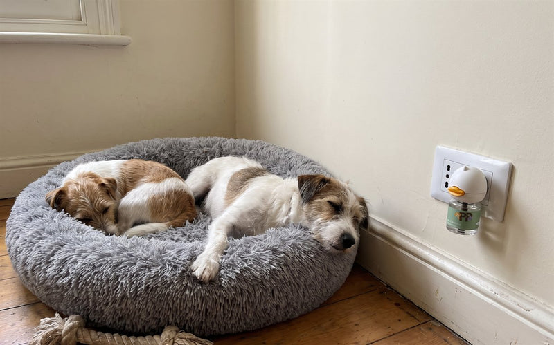 Due cani dormono abbracciati nella loro cuccia accanto al diffusore PurePet attaccato alla presa