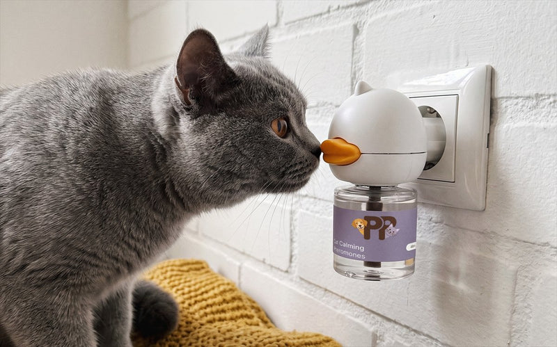 Gatto grigio che annusa il diffusore PurePet collegato alla presa
