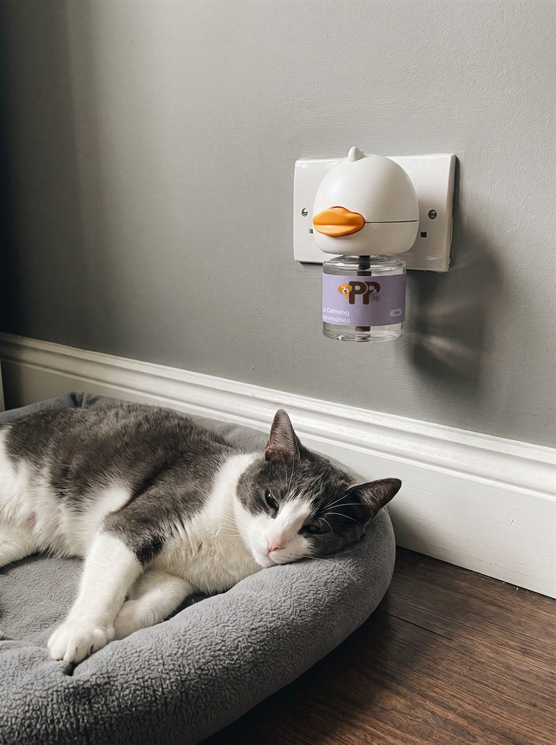 Un gatto grigio e bianco riposa nella sua cuccia accanto al diffusore PurePet