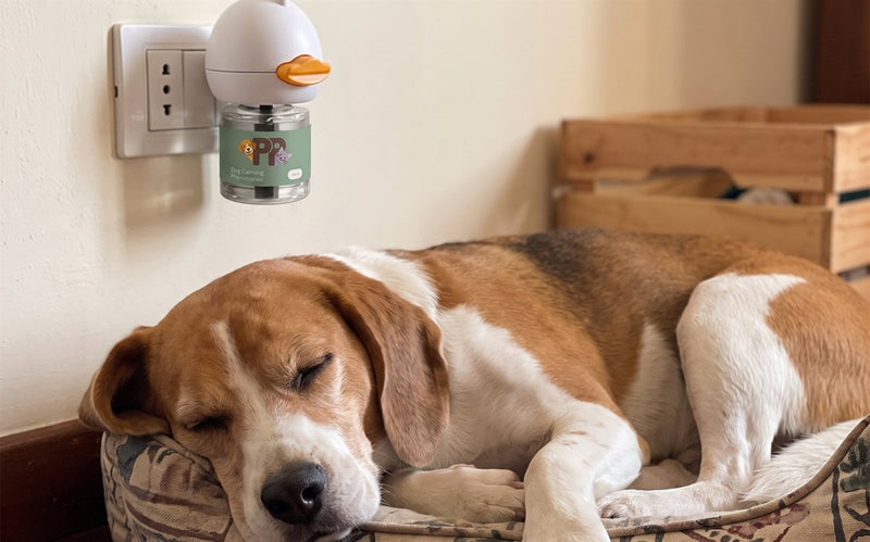 Beagle che dorme nella sua cuccia accanto al diffusore PurePet