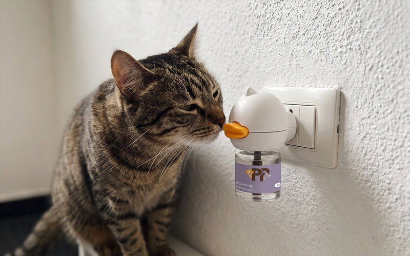 Gatto tigrato che annusa il diffusore PurePet vicino alla presa
