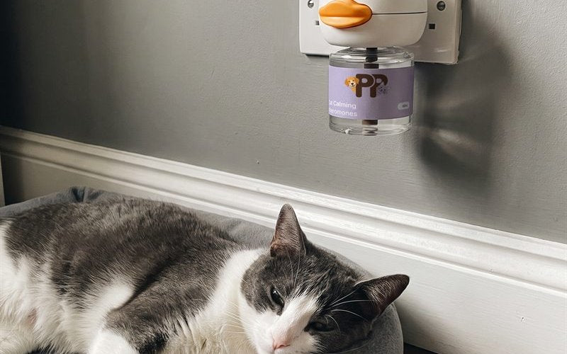 Un gatto bianco e grigio che dorme sul cuscino sotto il diffusore PurePet