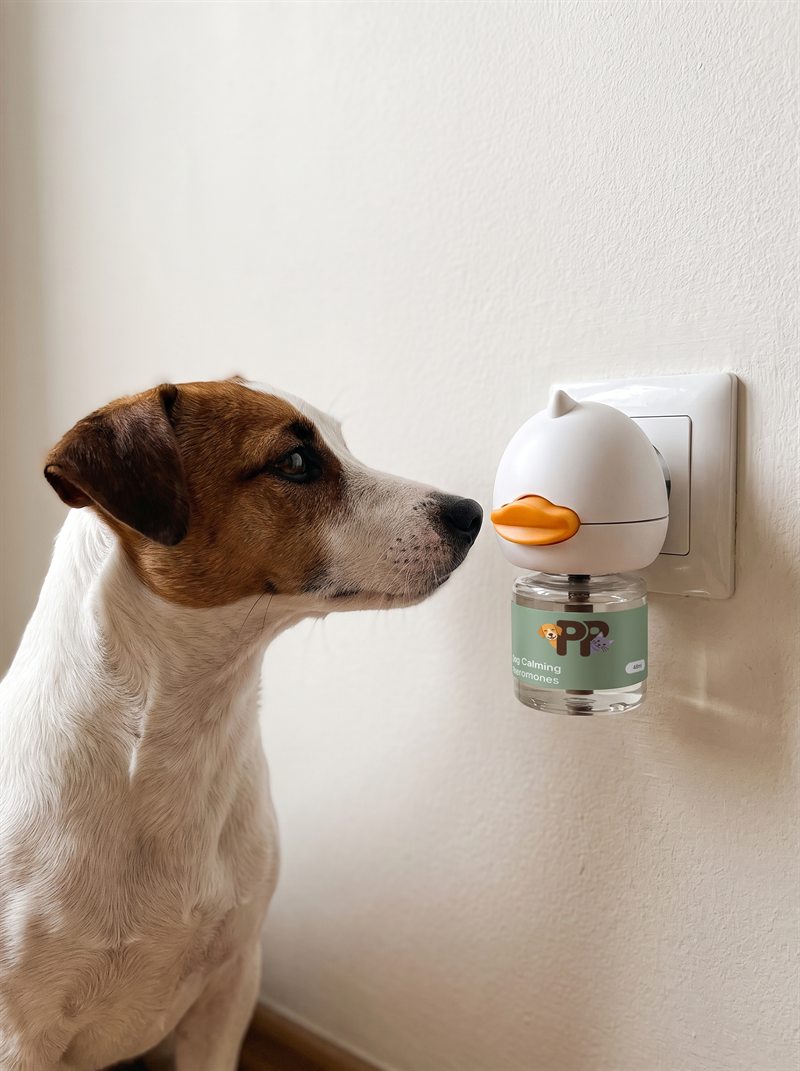 Un Jack Russell osserva da vicino il diffusore PurePet alla parete